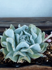 Echeveria runyonii