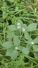 Heliotropium europaeum