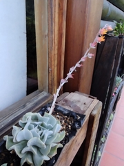 Echeveria runyonii