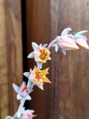 Echeveria runyonii