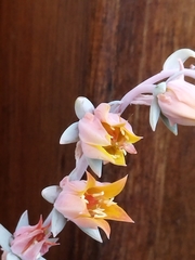 Echeveria runyonii