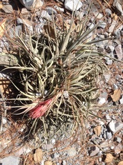 Tillandsia erubescens