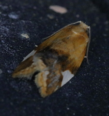 Clepsis persicana