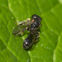 Rhopalum