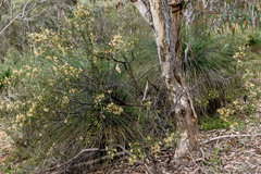 Hakea trifurcata