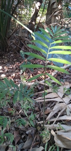 Image of Encephalartos villosus by (c) Rosemary Harrison, some rights reserved (CC BY-SA)