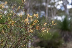Hakea trifurcata