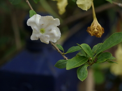 Brunfelsia americana