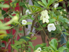 Brunfelsia americana