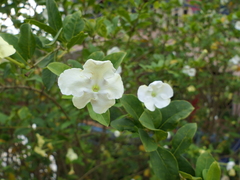 Brunfelsia americana