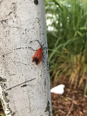 Phauda flammans