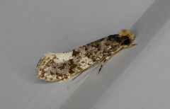 Monopis marginistrigella