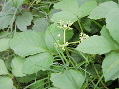 Causonis trifolia