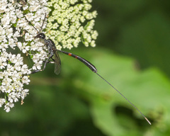 Gasteruption tarsatorium