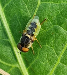 Odontomyia angulata