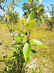 Populus longifolia
