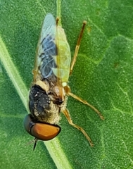 Odontomyia angulata