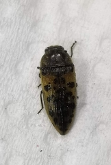 Acmaeodera princeps