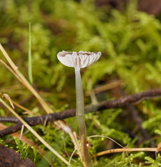 Mycena mijoi