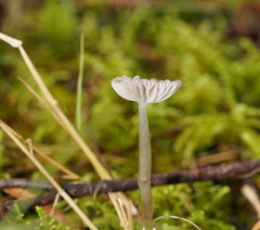 Mycena mijoi
