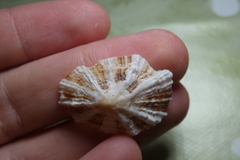 Patella ulyssiponensis