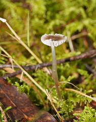 Mycena mijoi