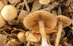 Deconica crobula