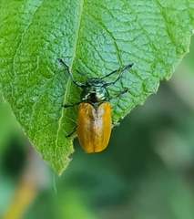 Labidostomis tridentata