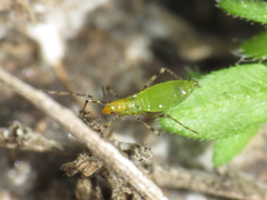 Gampsocoris punctipes