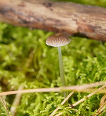Mycena mijoi