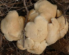 Leucopaxillus cerealis