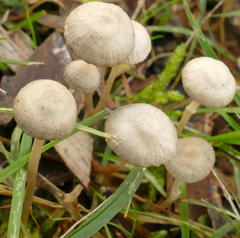Mycena mijoi