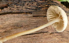 Mycena mijoi