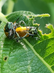 Labidostomis tridentata