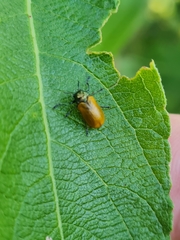 Labidostomis tridentata