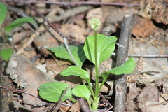 Pyrola minor