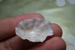 Patella ulyssiponensis