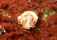 Elassochirus tenuimanus