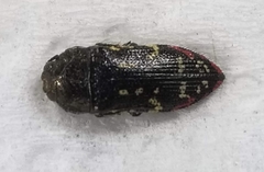 Acmaeodera miliaris