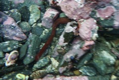 Apodichthys flavidus