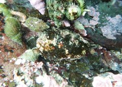Hemithiris psittacea