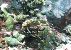 Hemithiris psittacea