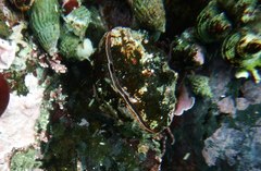 Hemithiris psittacea