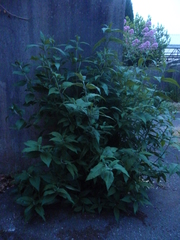 Buddleja davidii