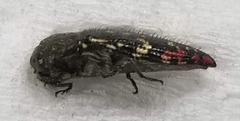 Acmaeodera miliaris