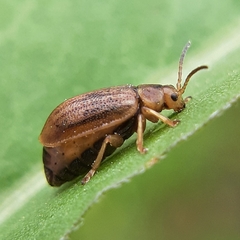 Ophraella cribrata