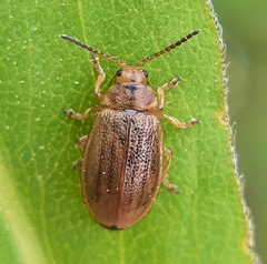 Ophraella cribrata