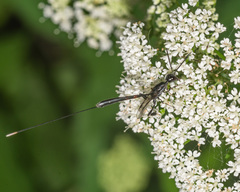 Gasteruption tarsatorium