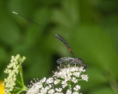 Gasteruption tarsatorium
