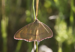 Rhodostrophia calabra